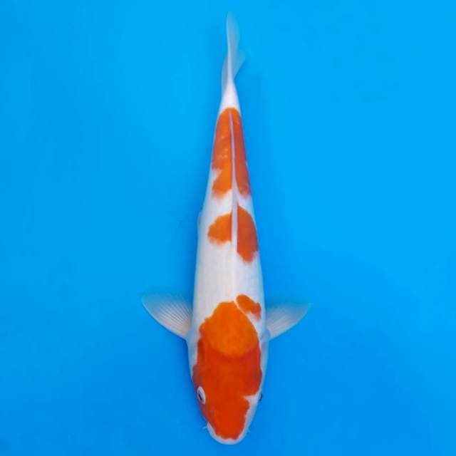 Kohaku