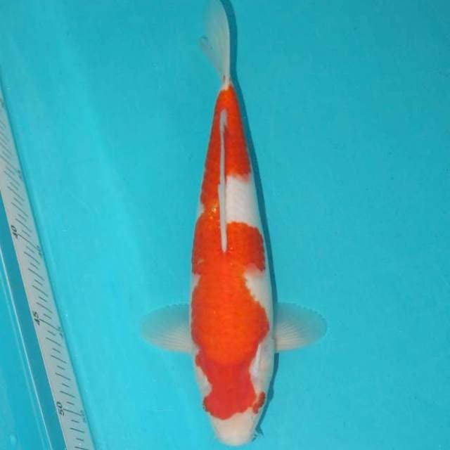 KOHAKU 27 CM