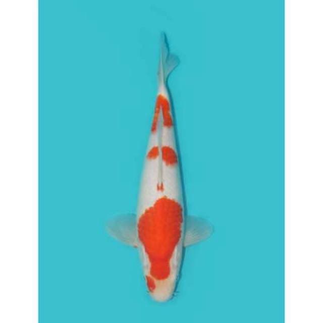 KOHAKU 28 CM