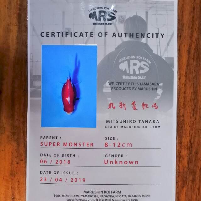 Tamasaba (Marushin) 9cm. Import dan sertifikat