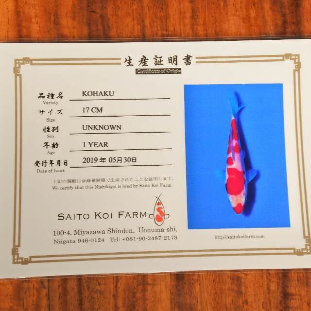 Kohaku (Saito) 17cm. Import dan sertifikat