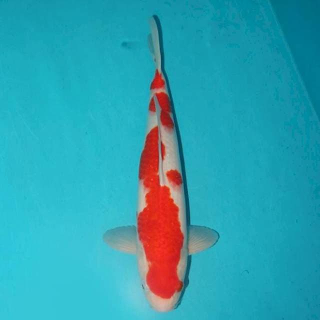 Kohaku 35 cm