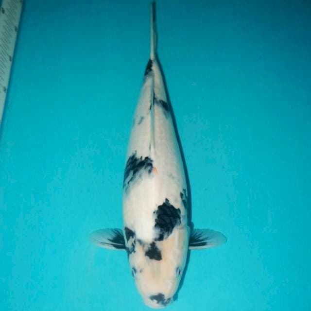 Shiro 41 cm