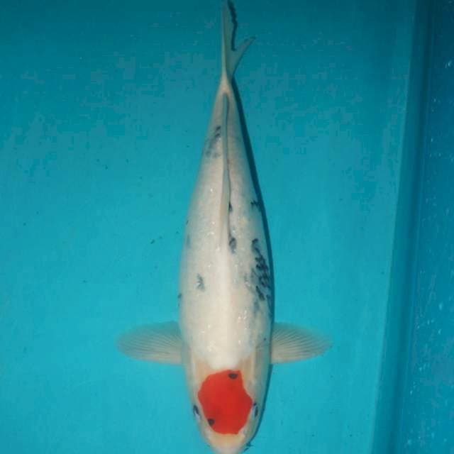Tancho Sanke Tategoi 42 cm