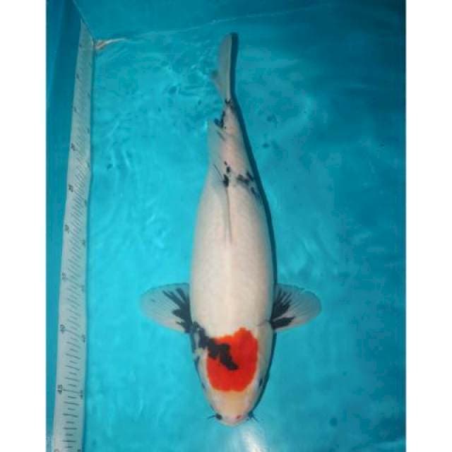 Tancho Showa 42 cm