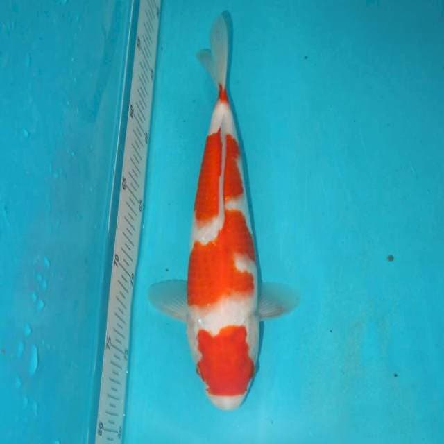 Kohaku 26 cm
