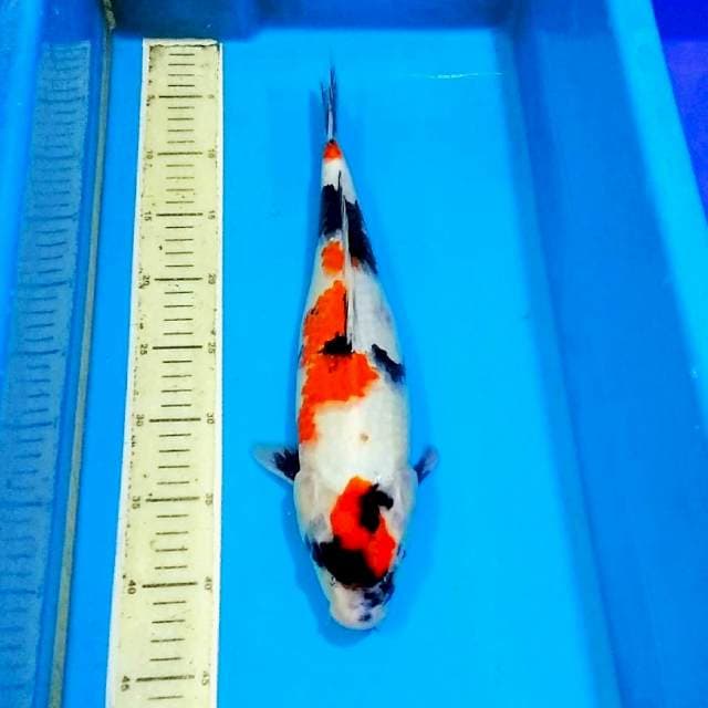 Kindai maruten showa, bakalan induk saja 40cm