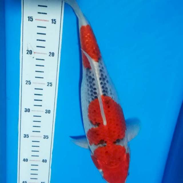 ghosiki 35 cm