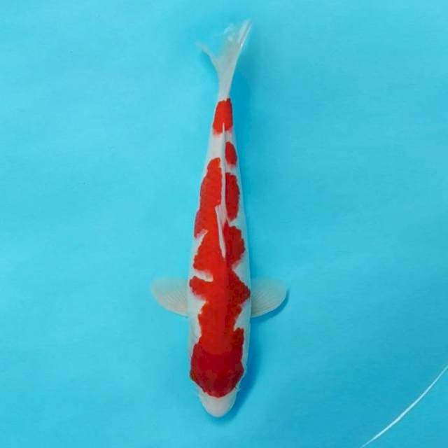 KENZEI 3 ~ KOHAKU ™