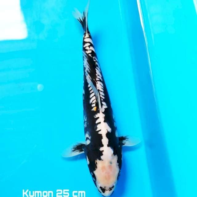 Kumon Monster