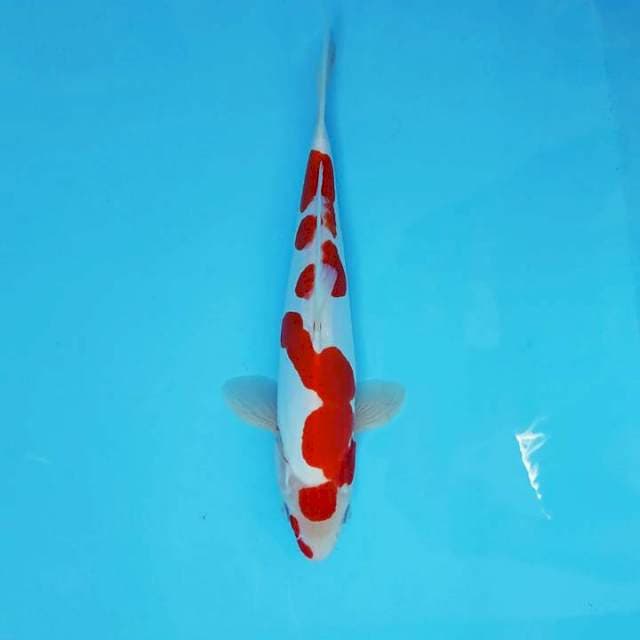 KOHAKU DOITSU 9 ™