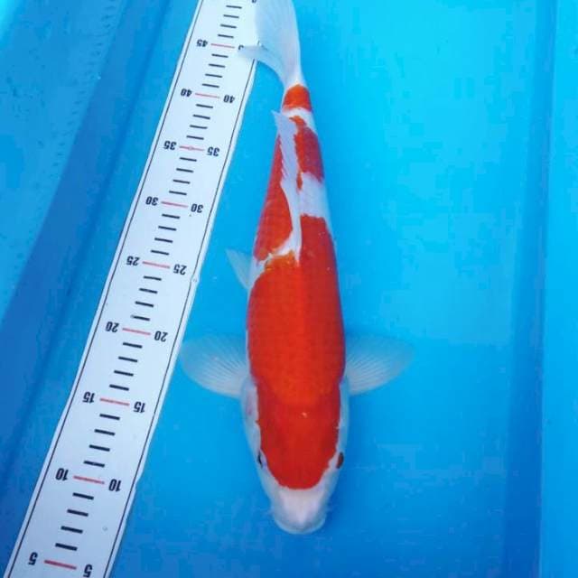 NJK - SANDAN KOHAKU 40 BU