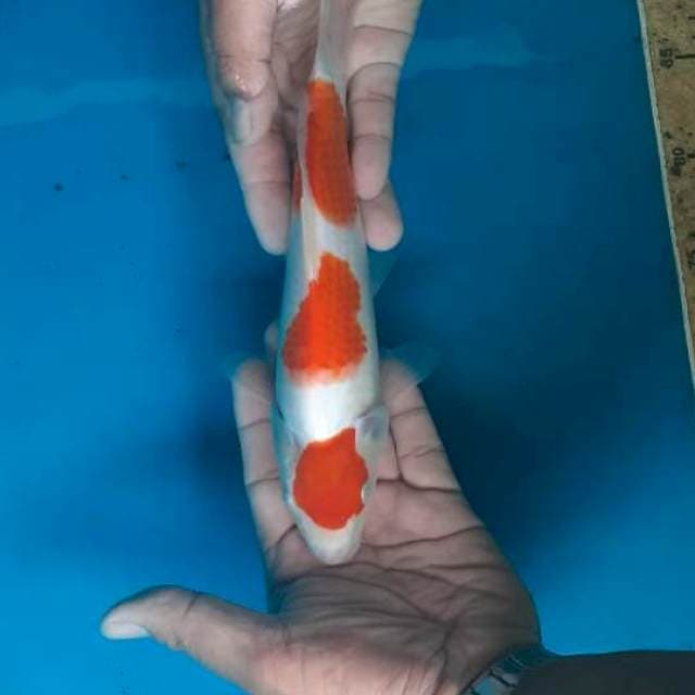 3 step one