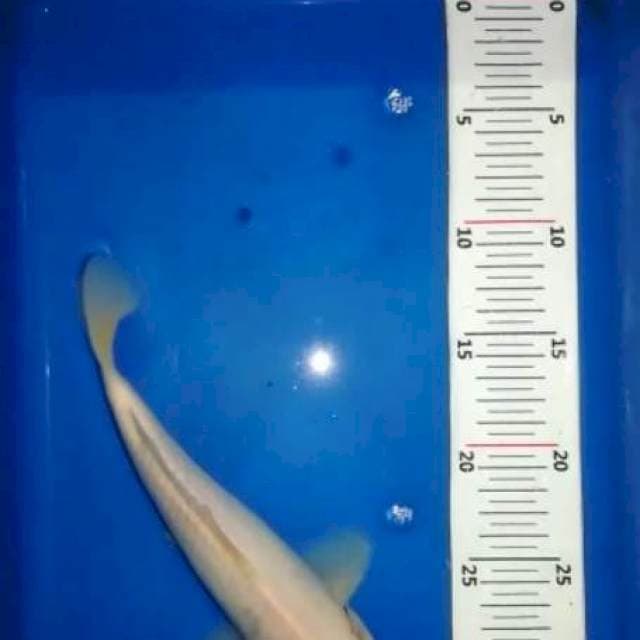 26cm Tancho