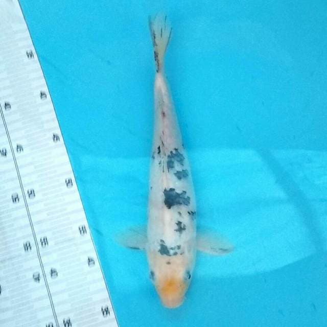 Bekko 30cm