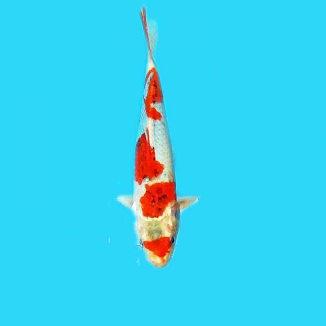 Gosimen 26cm
