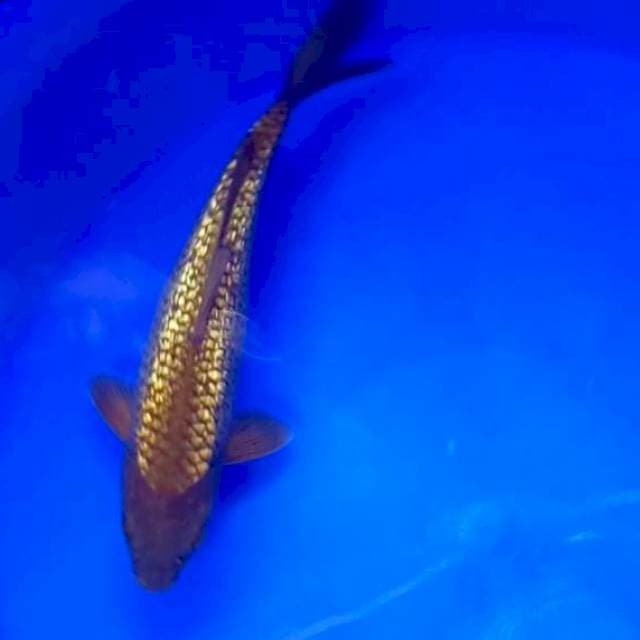 E. CHAGOI FULL GINRIN # ±28CM