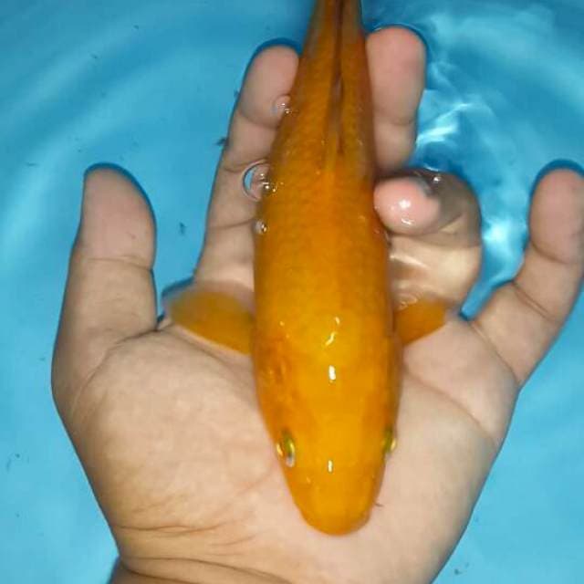 Pejinak kolam