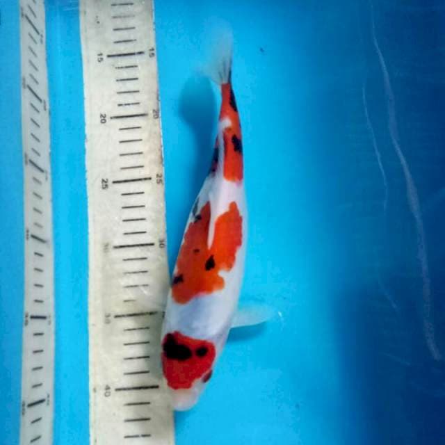 Maruten Showa ori 27cm