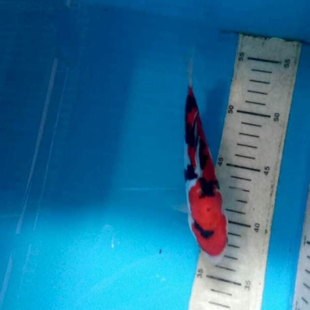 Sanke doitsu finish19cm siap show