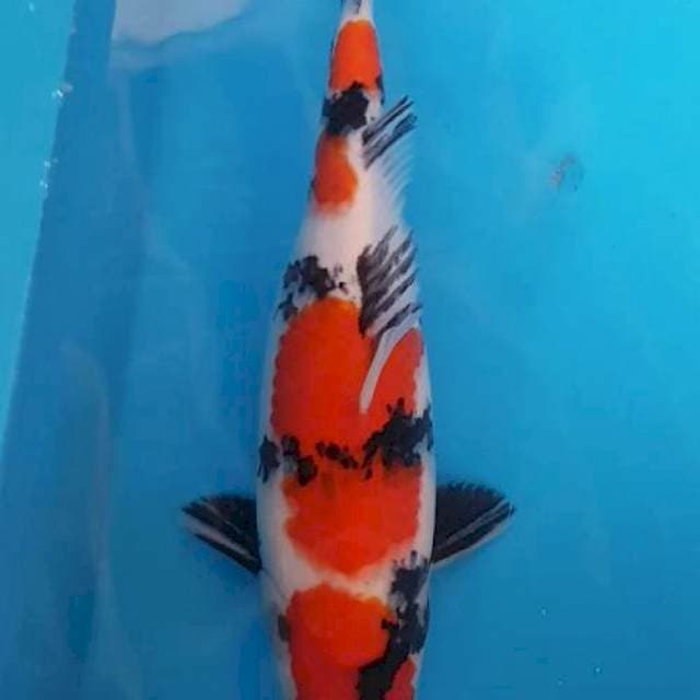 Sandan Showa F1 omosako 31 cm