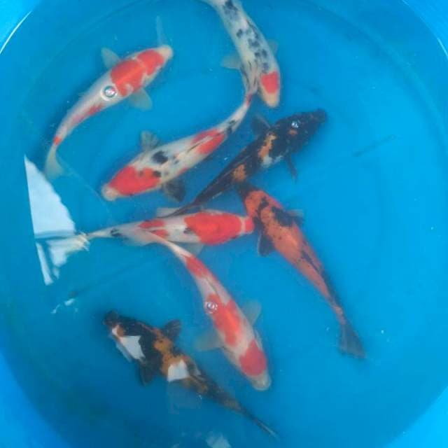 Sk mix tosai f1 ogata