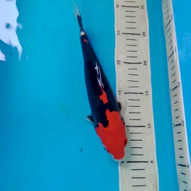 Kumonryu 23 cm