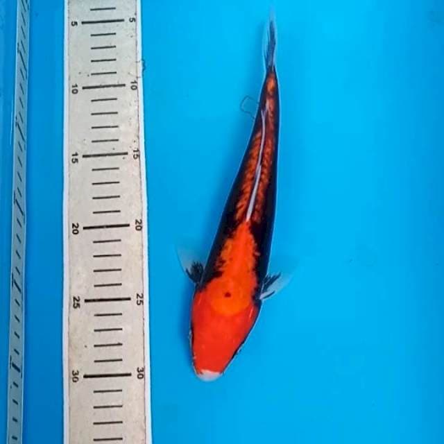 Kumonryu 25 cm