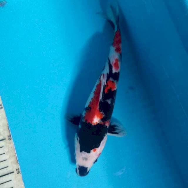 Showa 27 cm