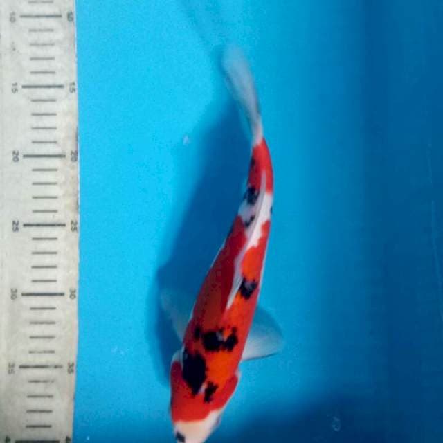 Showa 26cm