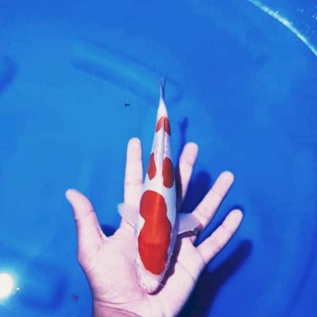 Kohaku doitsu murni
