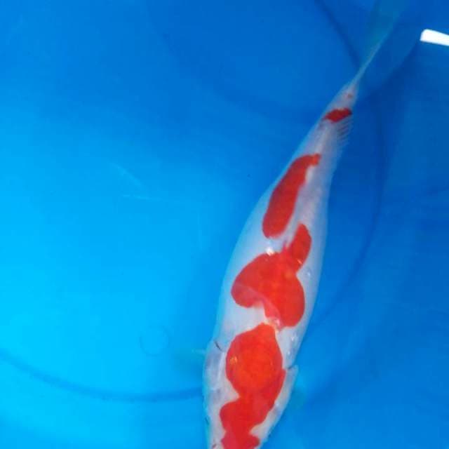 doitsu kohaku inazuma 35 cm