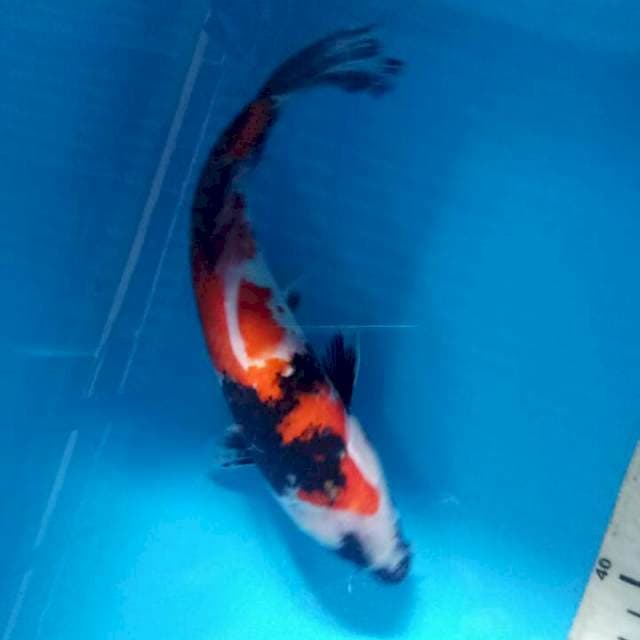 Showa 24cm