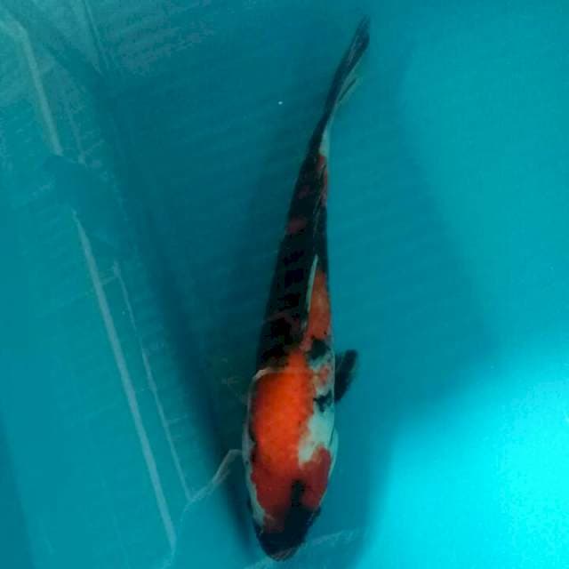 Showa 23cm