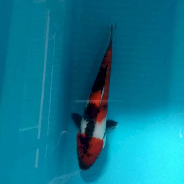 Showa 20 cm