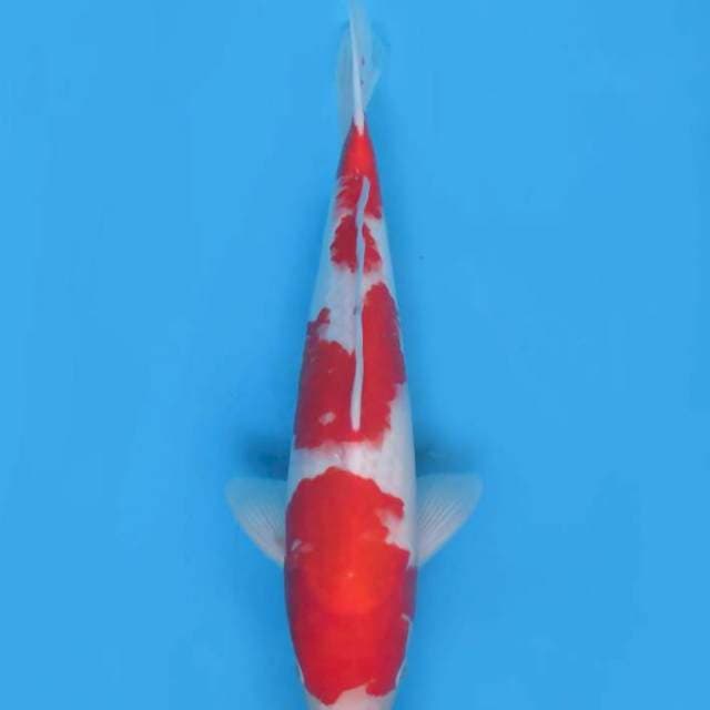 36cm - female Red Kohaku