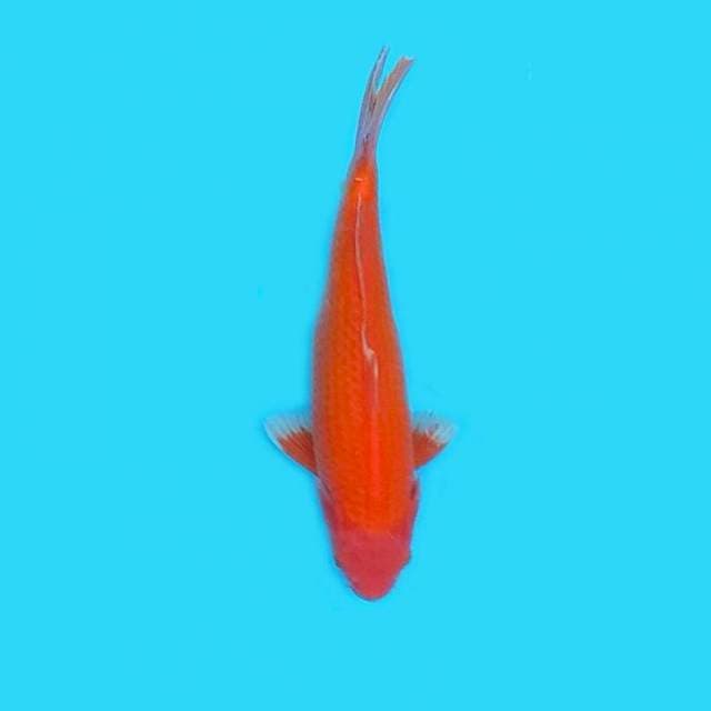Benigoi 28cm