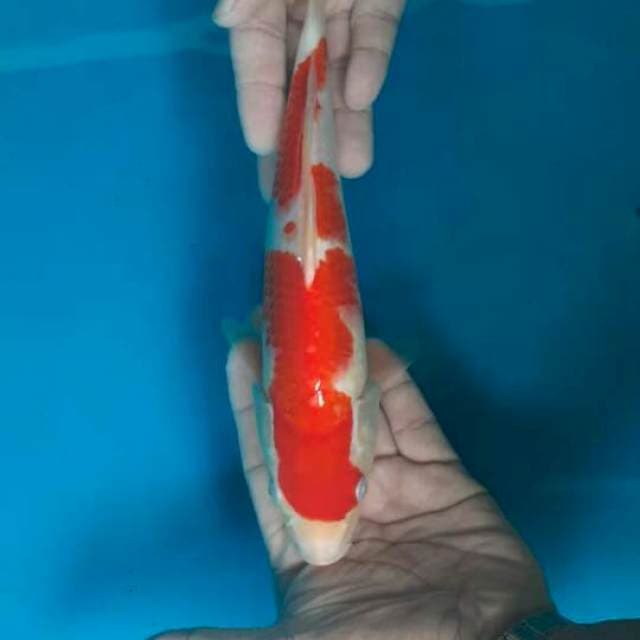 Kphaku