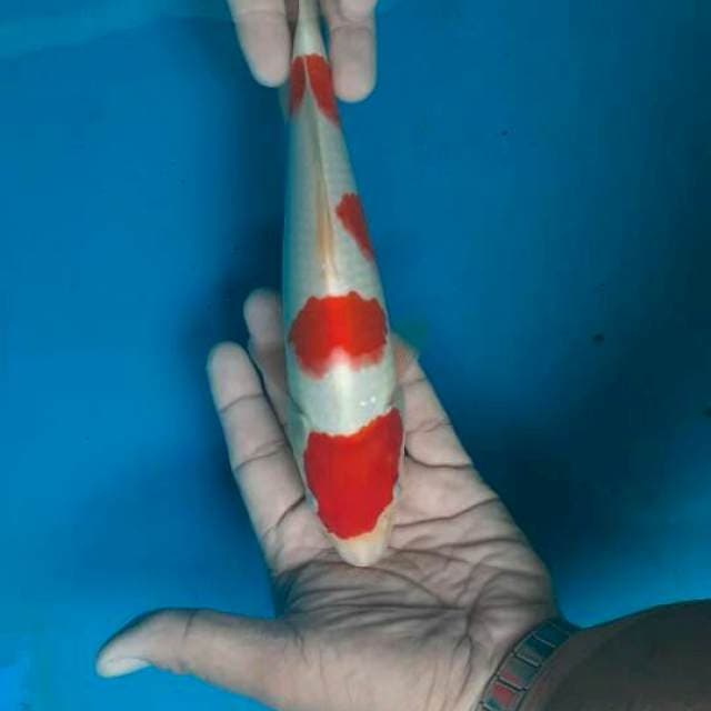 Kohaku