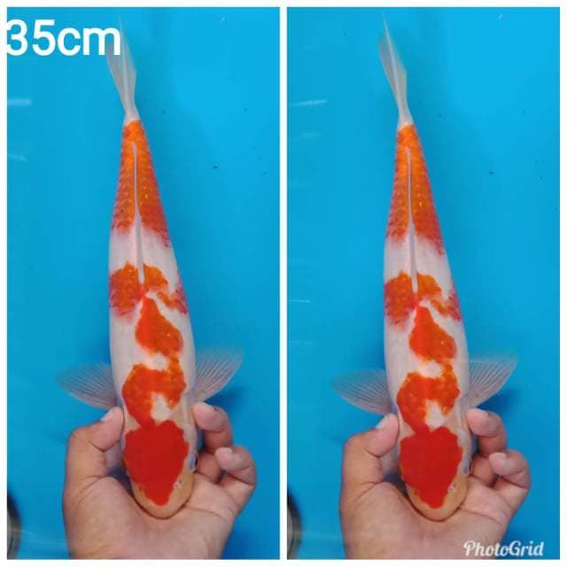 Ai goromo bakat jumbo