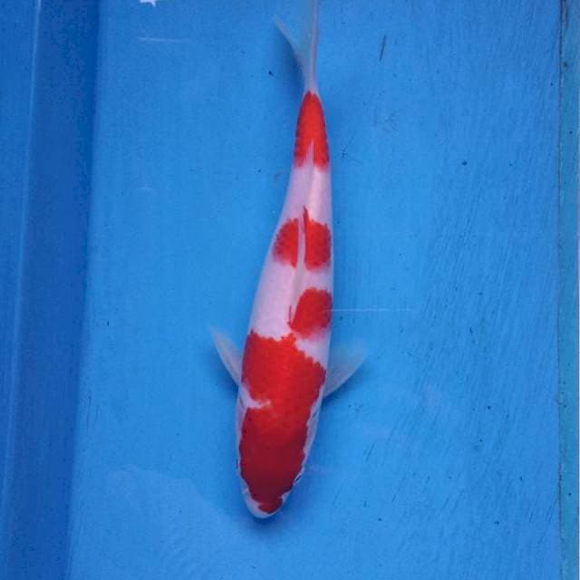 Kohaku
