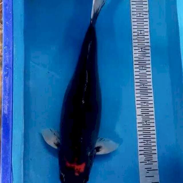 Benikumon Jumbo Kereng 53