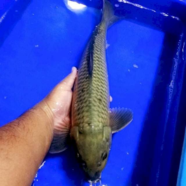 Teh hijau chagoi 49cm