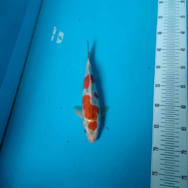 TYK Goshiki 30BU Step 3