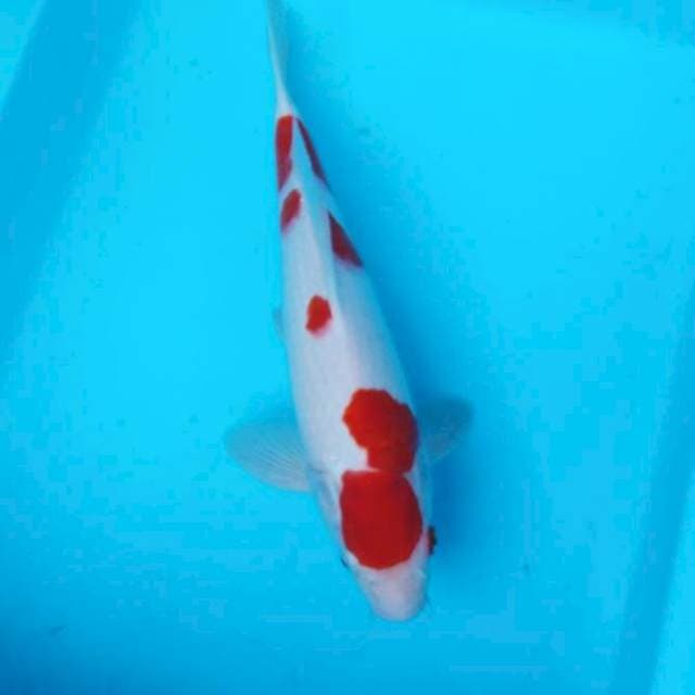 NJK - ORIHINAL KOHAKU