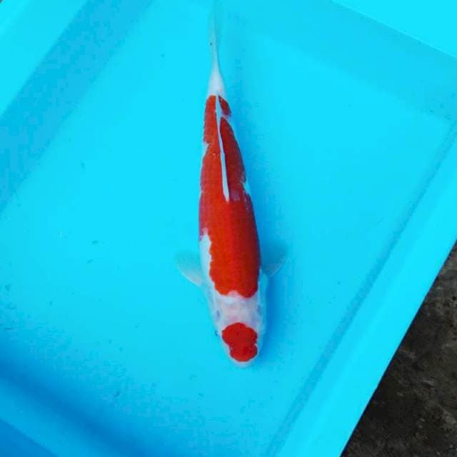 NJK - MARUTEN KOHAKU