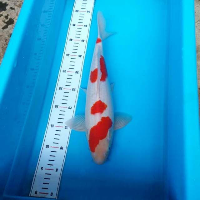 NJK - KOHAKU CEPLOK 40 BU