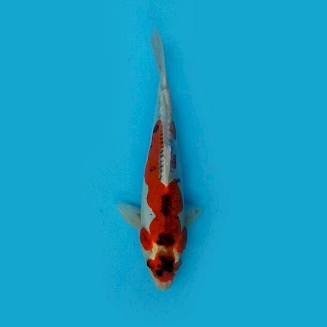 Kiko 26cm