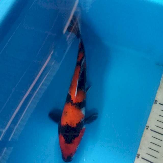 Showa 26cm