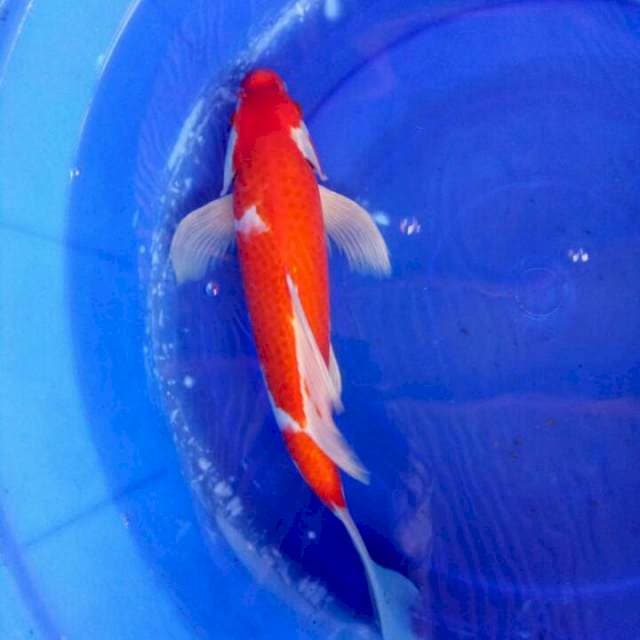 Kohaku 40cm
